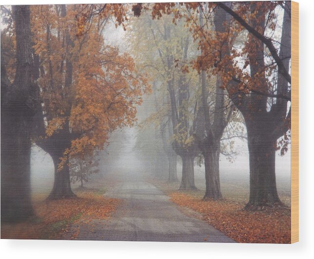 Kentucky Wood Print featuring the photograph Foggy Driveway by Wendell Thompson