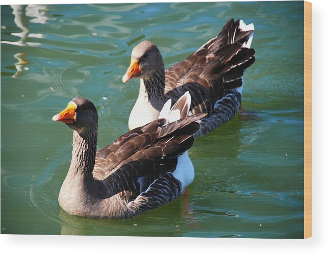 Two Geese Wood Print featuring the photograph Follow the Leader by Linda Segerson
