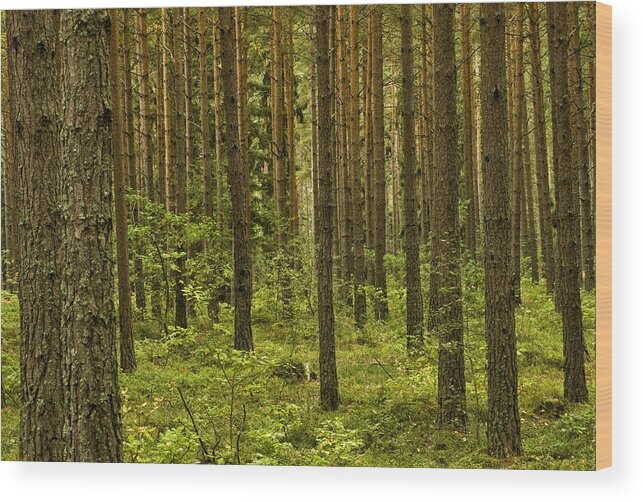 Sweden Wood Print featuring the photograph Forest for the Trees by Nancy De Flon