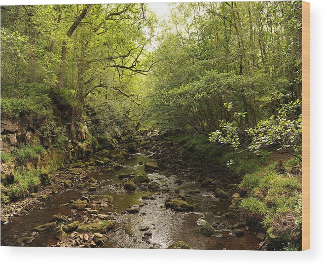 Forest Wood Print featuring the photograph Forest by Gouzel -