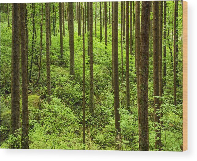 Scenics Wood Print featuring the photograph Forest Park by Bob Pool