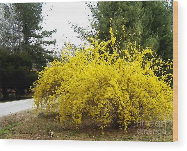 Forsythia Wood Print featuring the photograph Forsythia by Lee Owenby