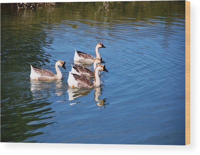 Geese Wood Print featuring the photograph Four Geese a Swimming by Linda Segerson