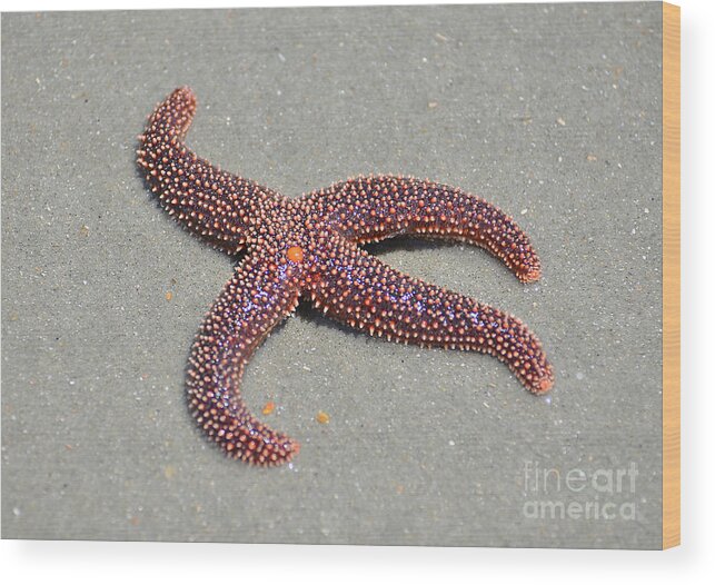 Starfish Wood Print featuring the photograph Four Legged Starfish by Kathy Baccari