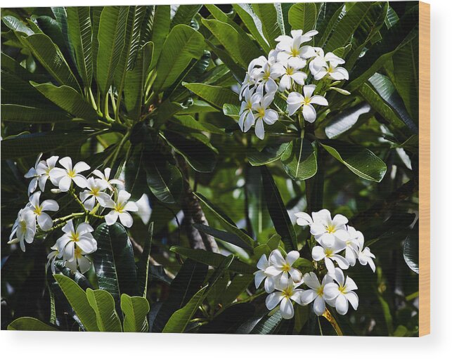 Aloha Wood Print featuring the photograph Fragrant Clusters by Christi Kraft