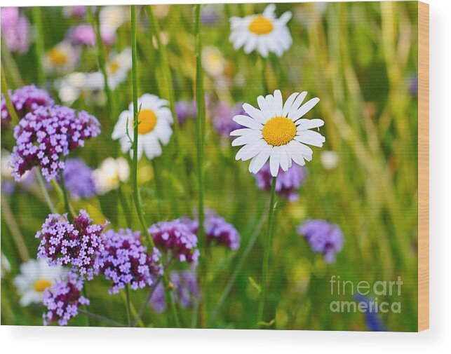 Daisy Wood Print featuring the photograph Fresh - Pretty daisy Bellis perennis among a field with purple flowers by Jamie Pham