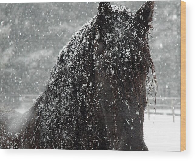 Horses Wood Print featuring the photograph Friesian Snow by Fran J Scott