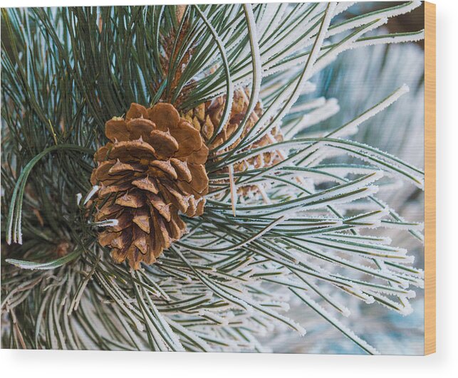 Christmas Wood Print featuring the photograph Frosty Pine Needles and Pine Cones by Dawn Key