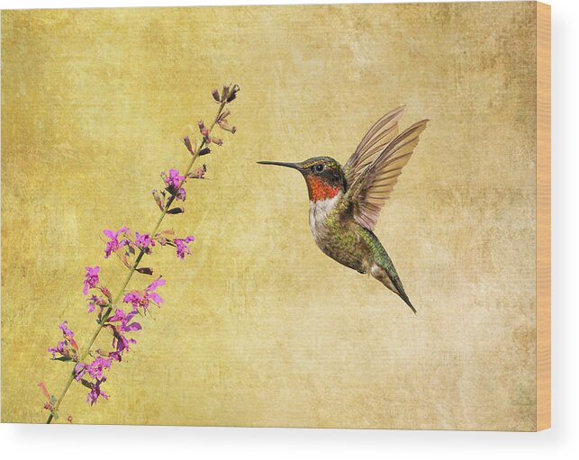 Ruby Throat Hummingbird Wood Print featuring the photograph Frozen in Time by Daniel Behm