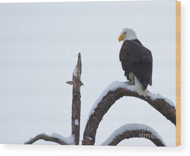 American Bald Eagle Wood Print featuring the photograph Frozen Perch by Michael Dawson