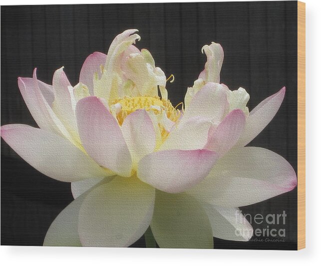 Lotus Wood Print featuring the photograph Full Bloom by Kathie Chicoine