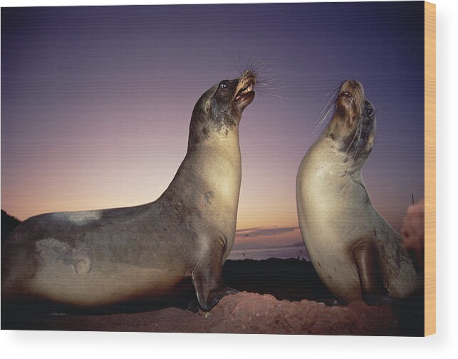 Feb0514 Wood Print featuring the photograph Galapagos Sea Lion Bulls Sparring by Tui De Roy