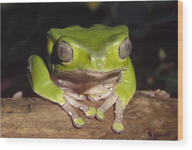 Feb0514 Wood Print featuring the photograph Giant Monkey Frog Venezuela by Gerry Ellis