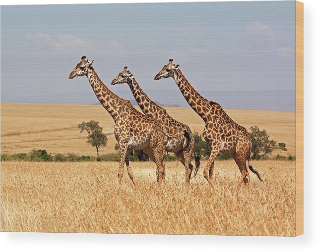 Following Wood Print featuring the photograph Giraffe Against Landscape by Wldavies
