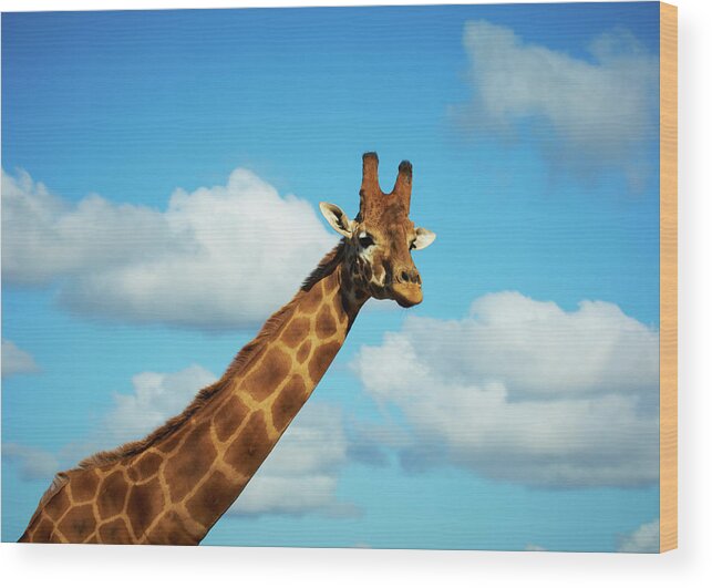Animal Themes Wood Print featuring the photograph Giraffe At Werribee Zoo by James Braund