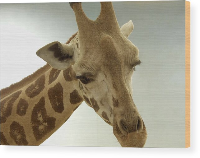 Giraffe Wood Print featuring the photograph Giraffe by Bob Slitzan