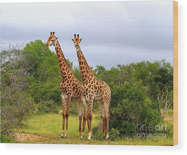 Giraffe Wood Print featuring the photograph Giraffe Males Before The Storm by Catherine Sherman