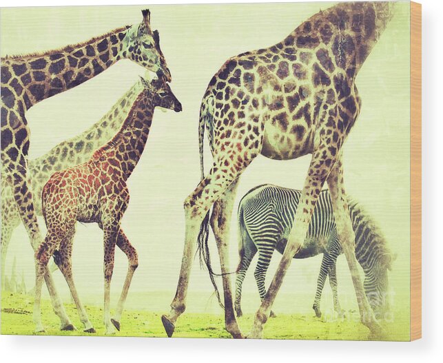 Giraffes Wood Print featuring the photograph Giraffes and a zebra in the mist by Nick Biemans