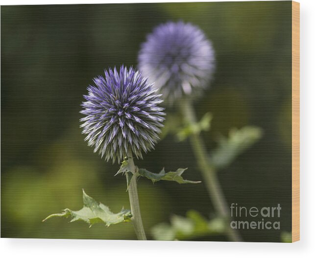 Globe Thistle Wood Print featuring the photograph Globe Thistle by Dan Hefle