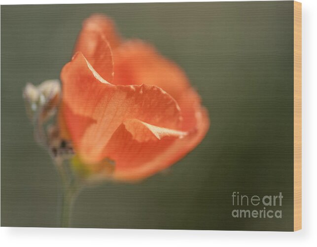 Al Andersen Wood Print featuring the photograph Globemallow 6 by Al Andersen