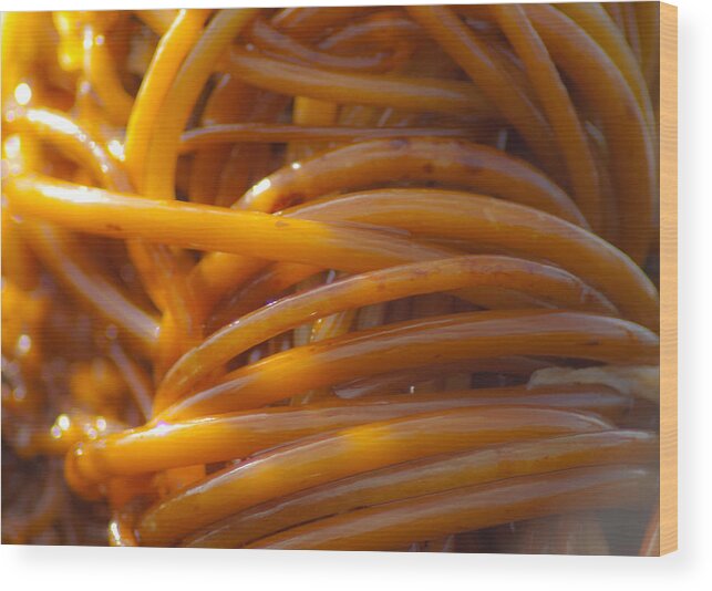 Abstract Wood Print featuring the photograph Glowing Tangle of Kelp by Sarah Crites