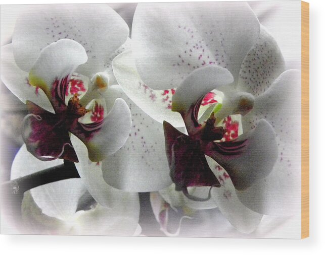 White Orchid Wood Print featuring the photograph Glowing White Orchids by Kim Galluzzo Wozniak
