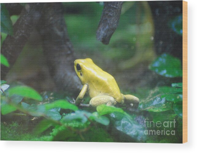 Frog Wood Print featuring the photograph Golden Poison Frog by DejaVu Designs