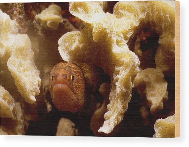 Animal Wood Print featuring the photograph Goldentail Moray by Mary Beth Angelo