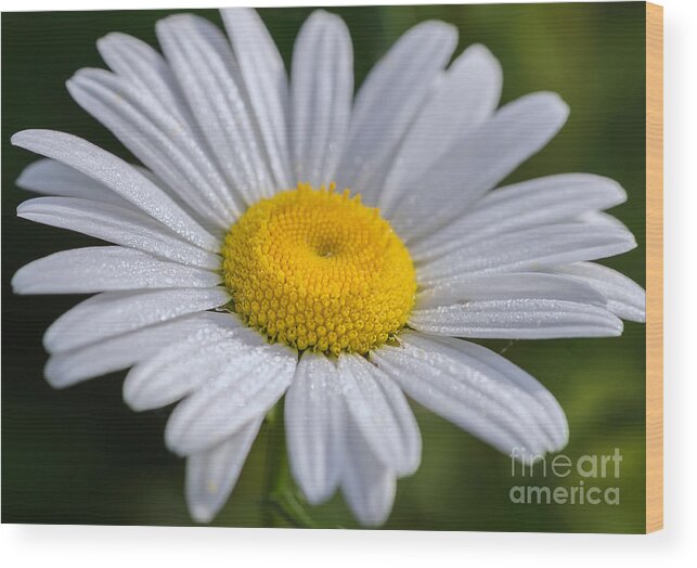 Oxeye Daisy Wood Print featuring the photograph Good Morning Summer by Tamara Becker