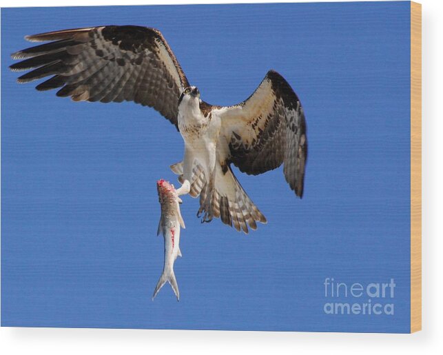 Osprey Wood Print featuring the photograph Grace in the Sky by Quinn Sedam