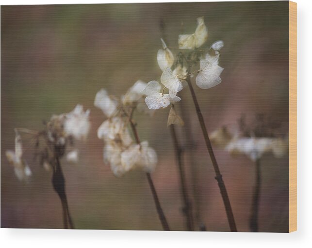 Flowers Wood Print featuring the photograph Graceful Disintegration by Belinda Greb