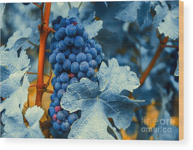 Blue Wood Print featuring the photograph Grapes - Blue by Hannes Cmarits
