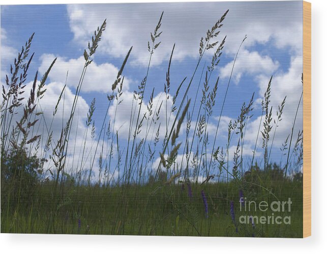 Landscape Wood Print featuring the photograph Grass Meets Sky by Bill Thomson