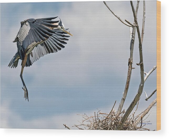 Heron Wood Print featuring the photograph Great Blue Heron Approaching Nest by Stephen Johnson