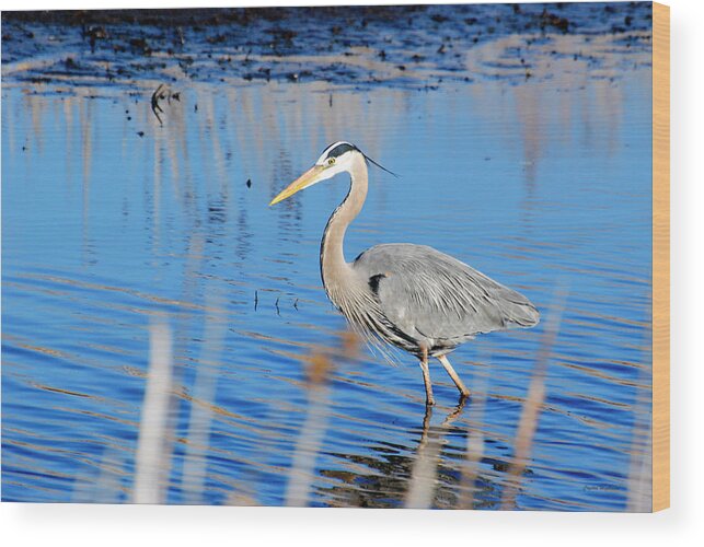 Great Blue Heron Wood Print featuring the photograph Great Blue Heron by Crystal Wightman