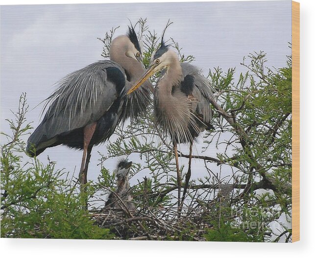 Birds Wood Print featuring the photograph Great Blue Heron Family by Kathy Baccari