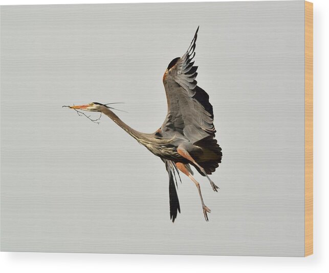 Wildlife Wood Print featuring the photograph Great Blue Heron in flight by Kathy King