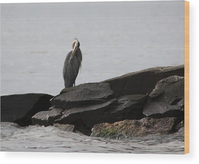 Great Blue Heron Wood Print featuring the photograph Great Blue Heron Preening by Rebecca Sherman