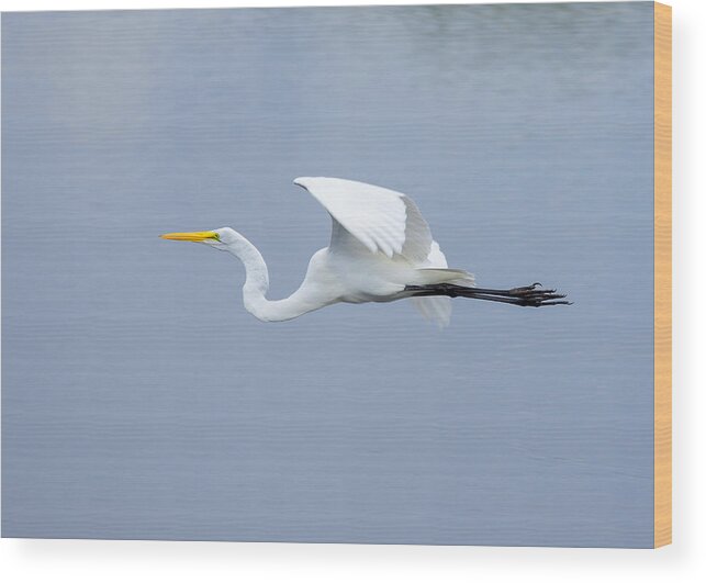 Adult Wood Print featuring the photograph Great Egret in Flight by John M Bailey