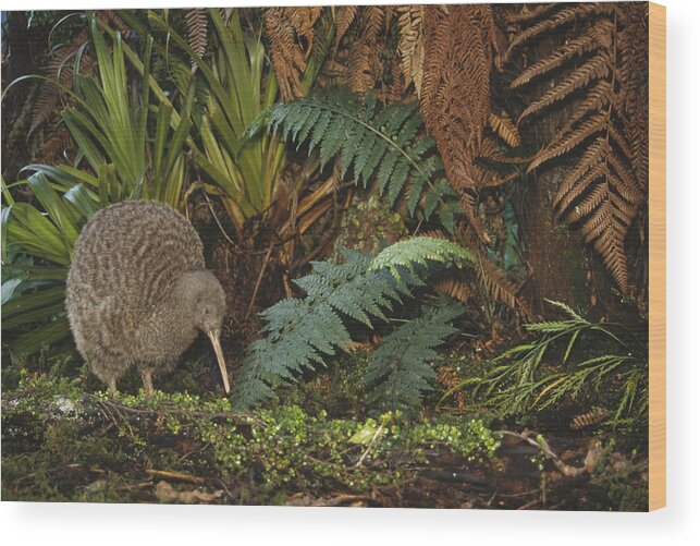 Feb0514 Wood Print featuring the photograph Great Spotted Kiwi Male In Rainforest by Tui De Roy