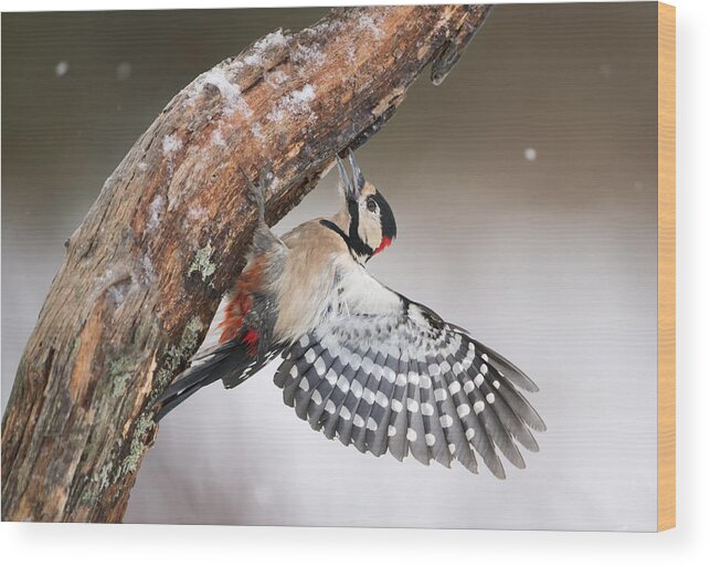 Nis Wood Print featuring the photograph Great Spotted Woodpecker Male Sweden by Franka Slothouber