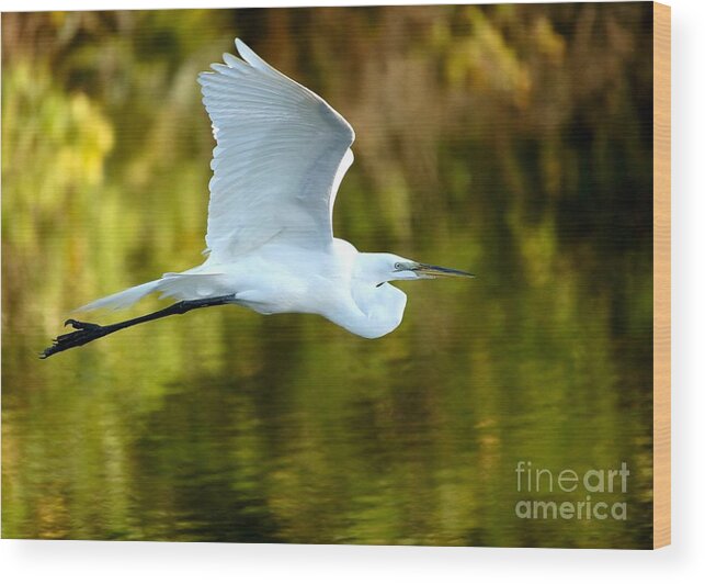 Animal Wood Print featuring the photograph Great White Egret at Sunset by Sabrina L Ryan