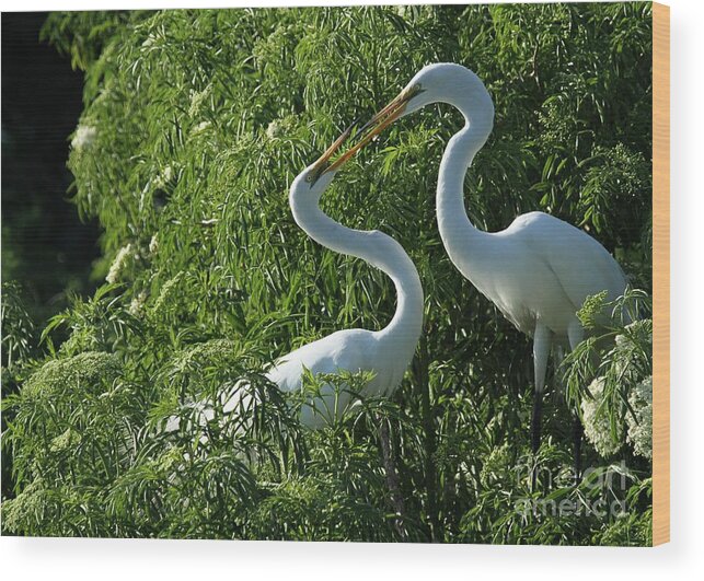 Great White Egrets Wood Print featuring the photograph Great White Egret Lovers by Sabrina L Ryan