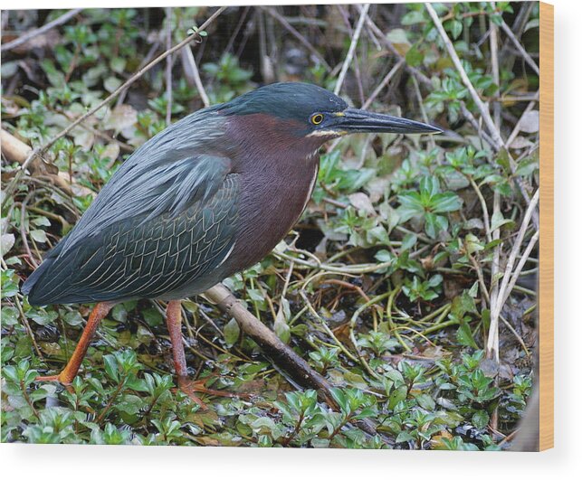 Heron Wood Print featuring the photograph Green Heron Stalking by Larry Allan