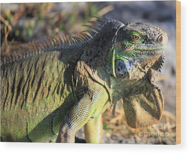 Iguana Wood Print featuring the photograph Green Day by Adam Jewell