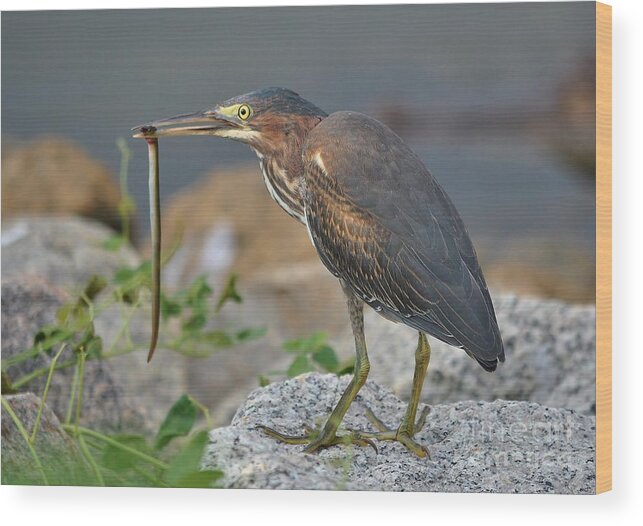 Heron Wood Print featuring the photograph Green Heron With An Eel Breakfast by Kathy Baccari