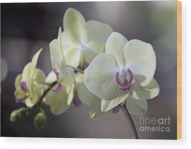 Orchid Wood Print featuring the photograph Green Phalaenopsis 3999 by Terri Winkler