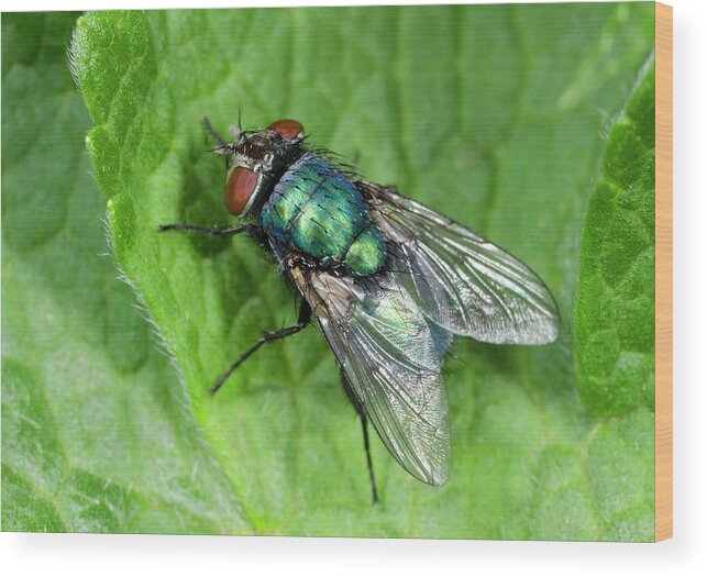 Insect Wood Print featuring the photograph Greenbottle by Nigel Downer