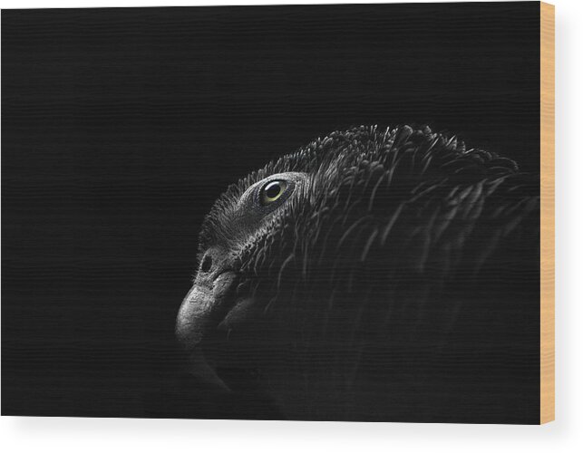Animal Themes Wood Print featuring the photograph Grey Parrot by © Christian Meermann