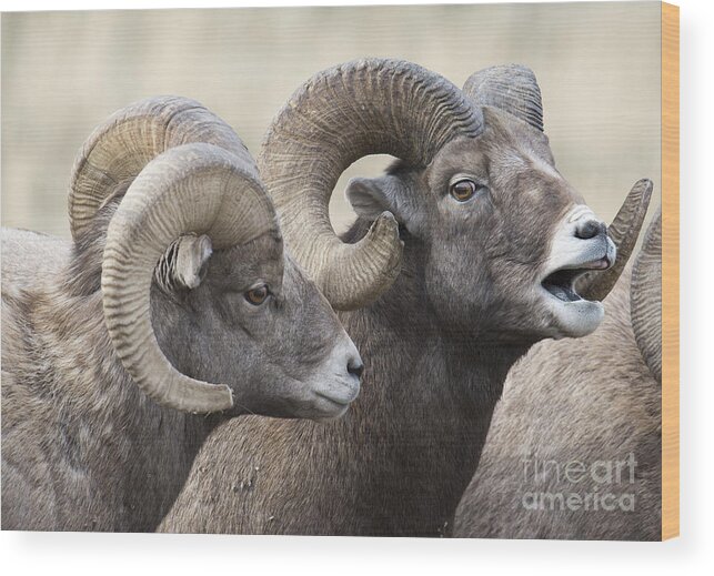 Big Horn Sheep Wood Print featuring the photograph Guy Talk by Deby Dixon